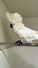best animal videos #trending #viralvideo #shorts #games #oddlysatisfying #monkey