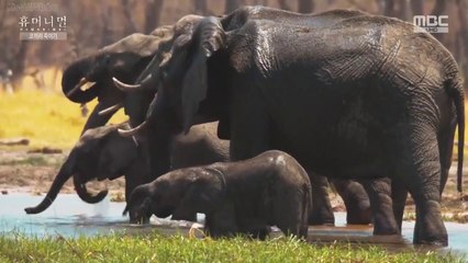 Animals, Documentary  Humanimal Episode 1