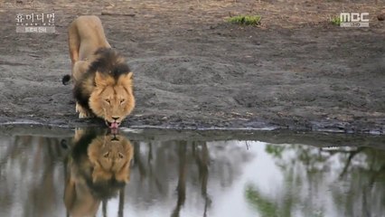 Animals, Documentary  Humanimal Episode 2