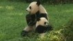 Panda Bei Bei undergoes emergency surgery