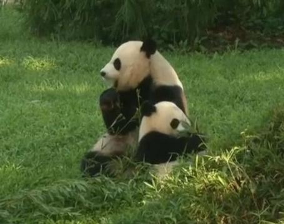 Panda Bei Bei undergoes emergency surgery