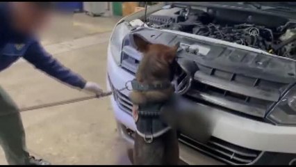 Kamyonette 150 kilogram eroin ele geçirildi