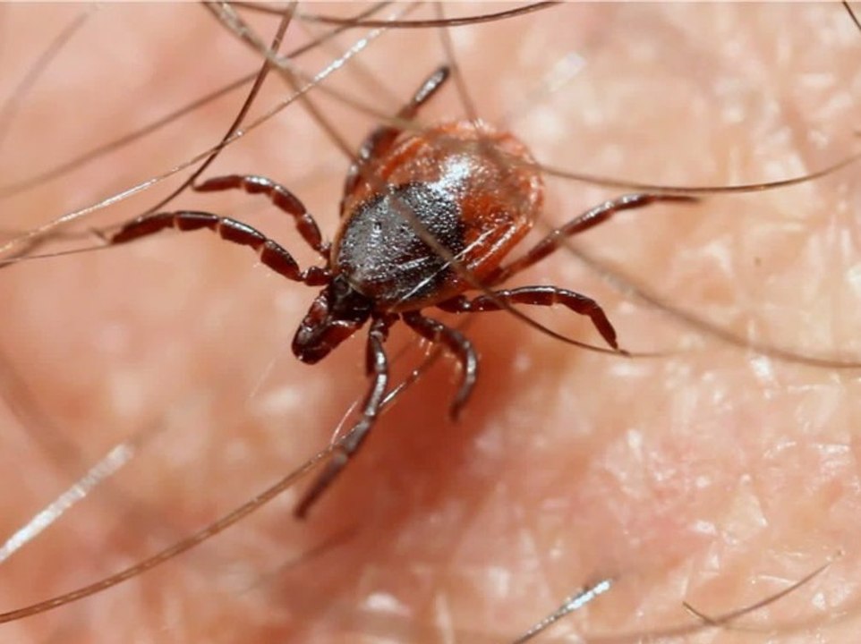 Hier lauern Zecken: RKI erweitert Liste der Risikogebiete