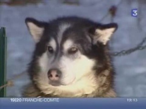 Baptême chiens de traîneaux