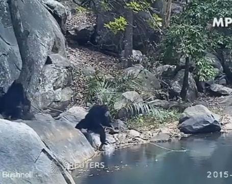 Chimps caught on camera 'fishing' for algae