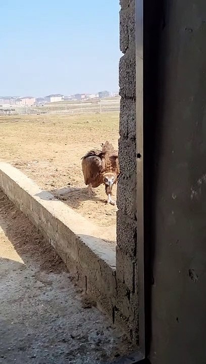 Vulture Chases After Visitor