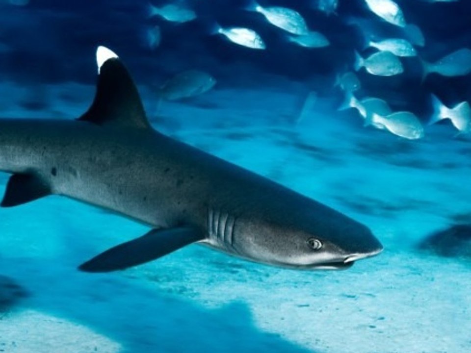 Neue Studie: Gefährdete Haie in Tierfutter nachgewiesen