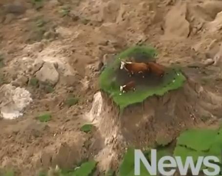 Cows rescued after being stranded in NZ quake