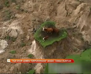 Tiga ekor lembu terperangkap akibat tanah runtuh