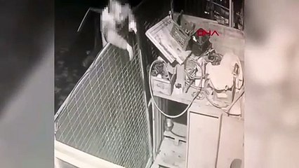 Kulübede bağlı köpeğe ateş etti!