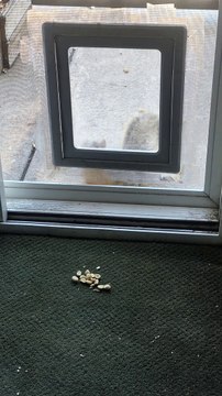 Squirrel Sneaks Inside for a Snack