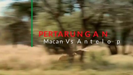 Pertarungan Sengit Macan Vs Atelop