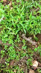 Indian Guar Bison Battle Over Territory