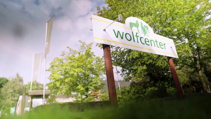 Dogs  How the Wolf became Mans Best Friend   Documentary