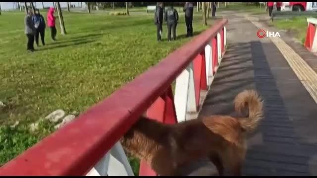 Derede mahsur kalan köpeği itfaiye ekipleri kurtardı