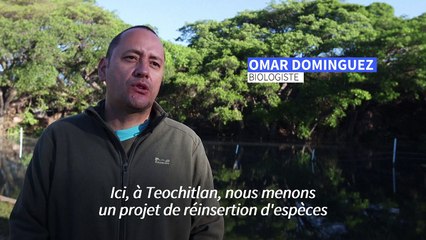 Au Mexique, la "résurrection" du poisson téquila