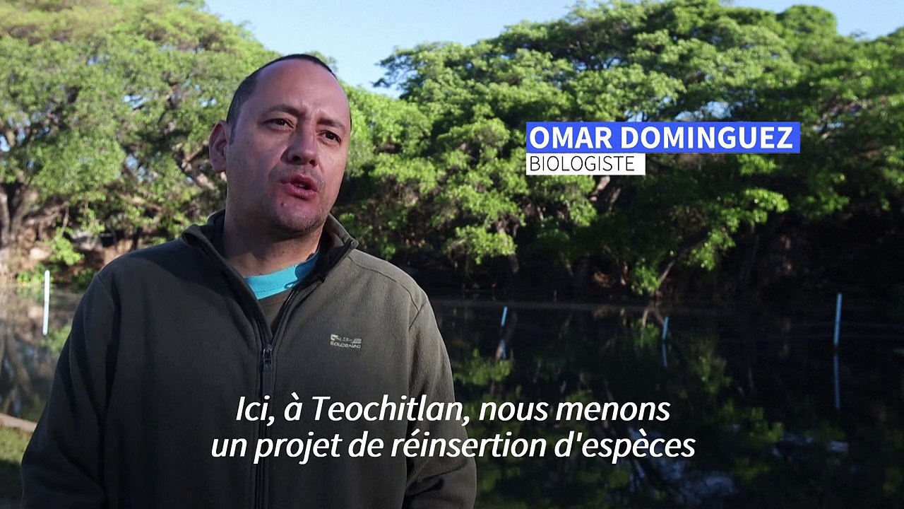 Au Mexique, la "résurrection" du poisson téquila