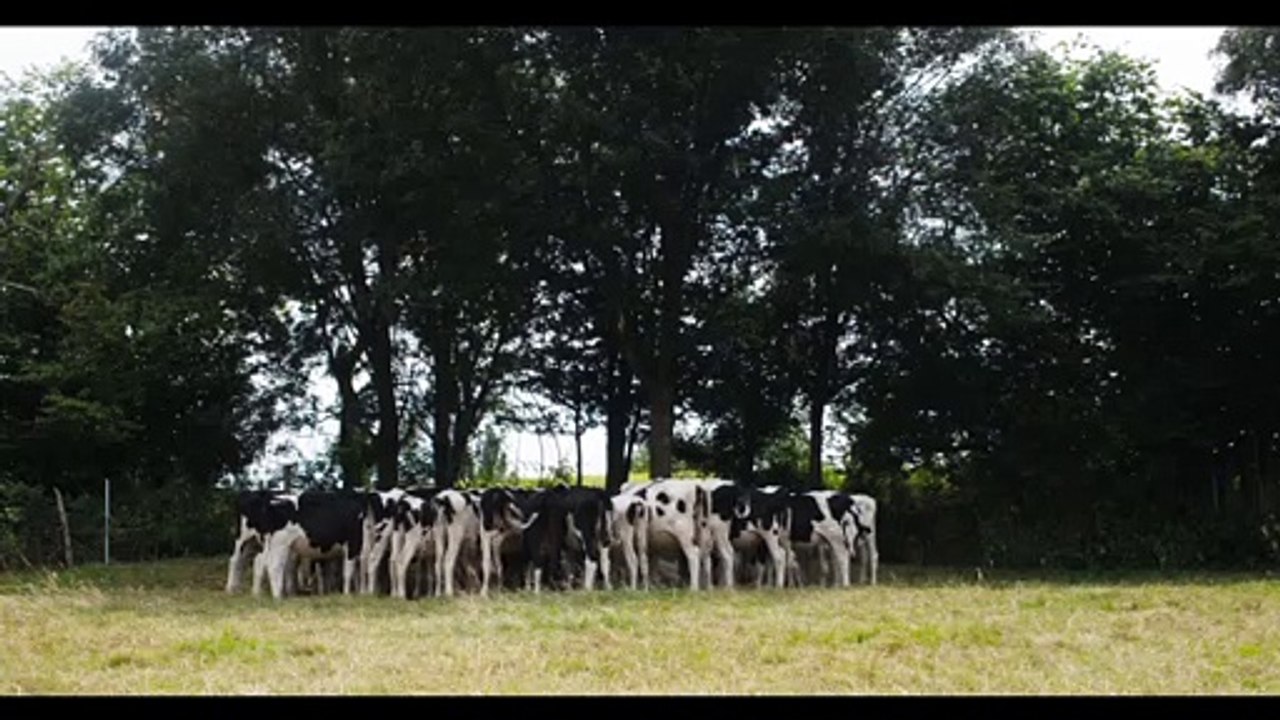 Cow - Official U.S. Trailer