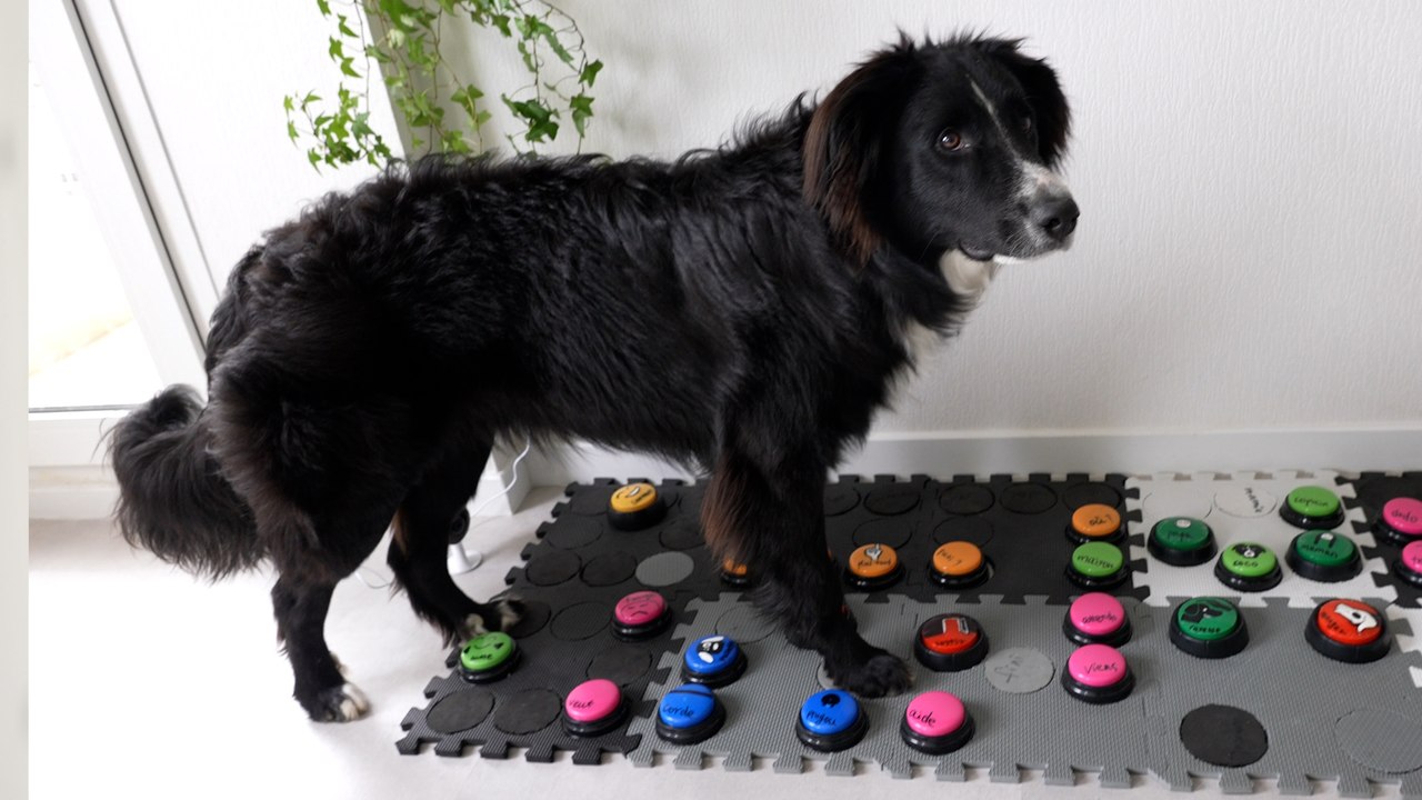 Grâce à ces buzzers sonores, les chiens ont enfin la parole