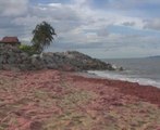 Fenomena pantai merah jambu di Kuala Nerus