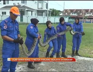 Ular sawa 60kg, 5 meter panjang berjaya ditangkap