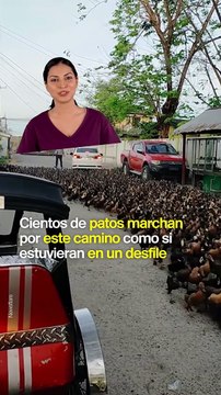 Cientos de patos marchan por este camino