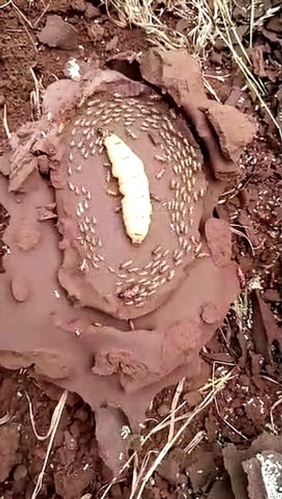 Inside a Termite Mound