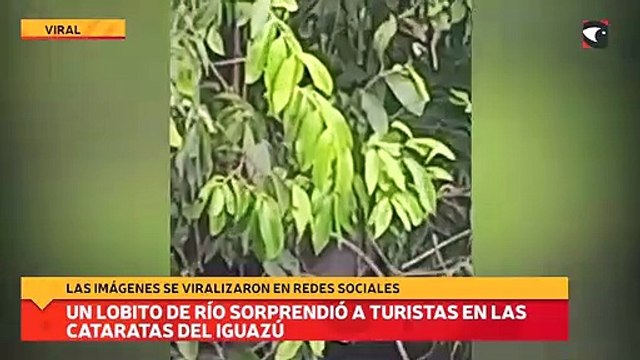 Un lobito de río sorprendió a turistas en las Cataratas del Iguazú
