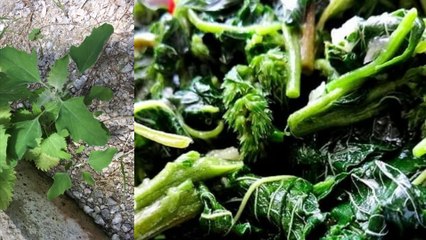 Sirken Otu Neye İyi Gelir Nasıl Kullanılır