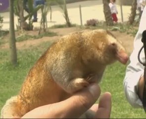 Peru pamer tiga spesis tenggiling jarang ditemui