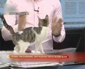 Tetamu tak diundang, jadi pesanan untuk musim sejuk