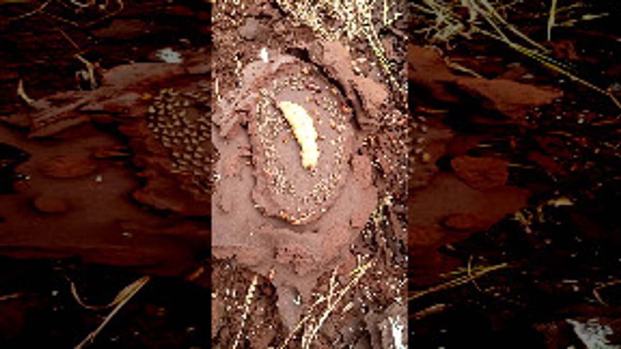 Inside a Termite Mound