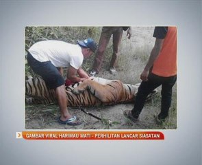 Gambar viral harimau mati - Perhilitan lancar siasatan