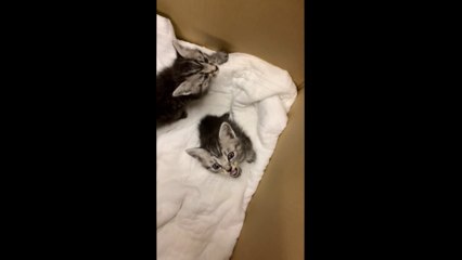 The childhood period of the cat which I protected