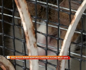 Bau busuk bukan berpunca daripada kucing milik saya