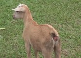 Penternak terkejut kambing peliharaan hidup tanpa dubur