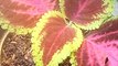Miana -- tanaman hias daun penghias rumah