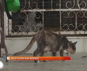 Bela kucing biar berpada-pada