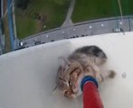 Video kucing diselamatkan dari tingkat 12 viral