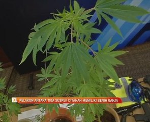 Pelakon antara tiga suspek ditahan memiliki benih ganja