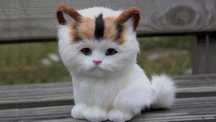 かわいいは正義という言葉を知っていますか？面白い雑学