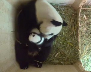 Vienna panda twins get more active