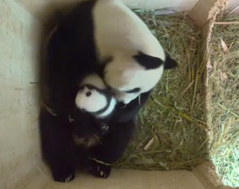 Vienna panda twins get more active