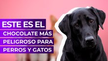 Este es el chocolate más peligroso para perros y gatos
