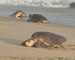 Endangered marine turtles arrive at beach to lay eggs in Mexico