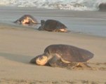 Endangered marine turtles arrive at beach to lay eggs in Mexico