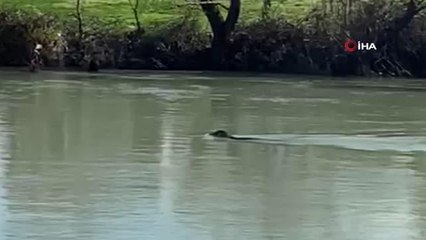 Akdeniz Foku Manavgat Irmağı'nı mesken tuttu