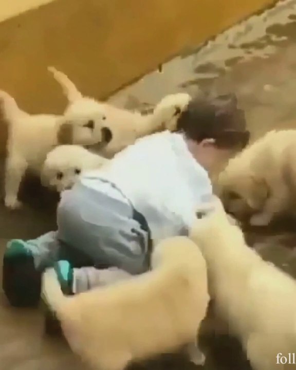 cute baby dog and cat funny video , funny video, follow me for more interesting video