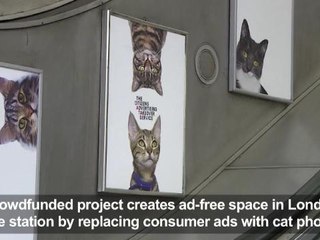 Cats giving commuters pause for thought