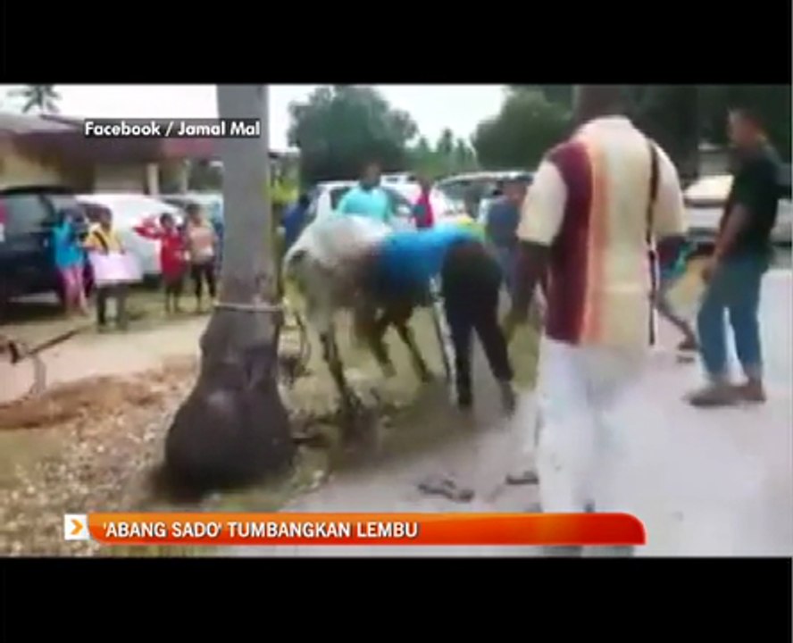 'Abang Sado' tumbangkan lembu